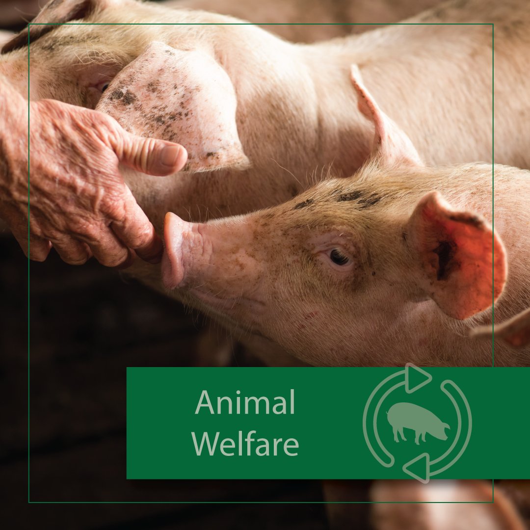 VAPorkCouncil's tweet photo. Pig farmers’ number one priority is to raise safe and nutritious pork for consumers by ensuring their animals are comfortable and well cared for.  #WeCareWednesday https://t.co/vgMf2gcMg2