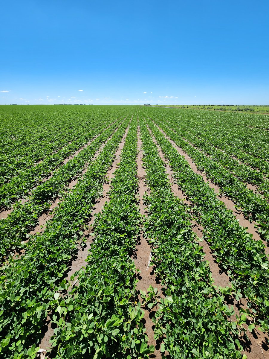 catriel.pedernera tweet media