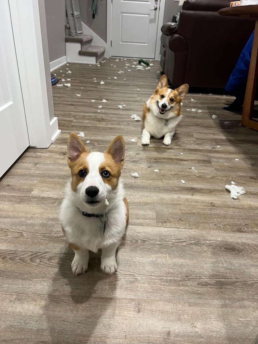 WeRateDogs tweet media