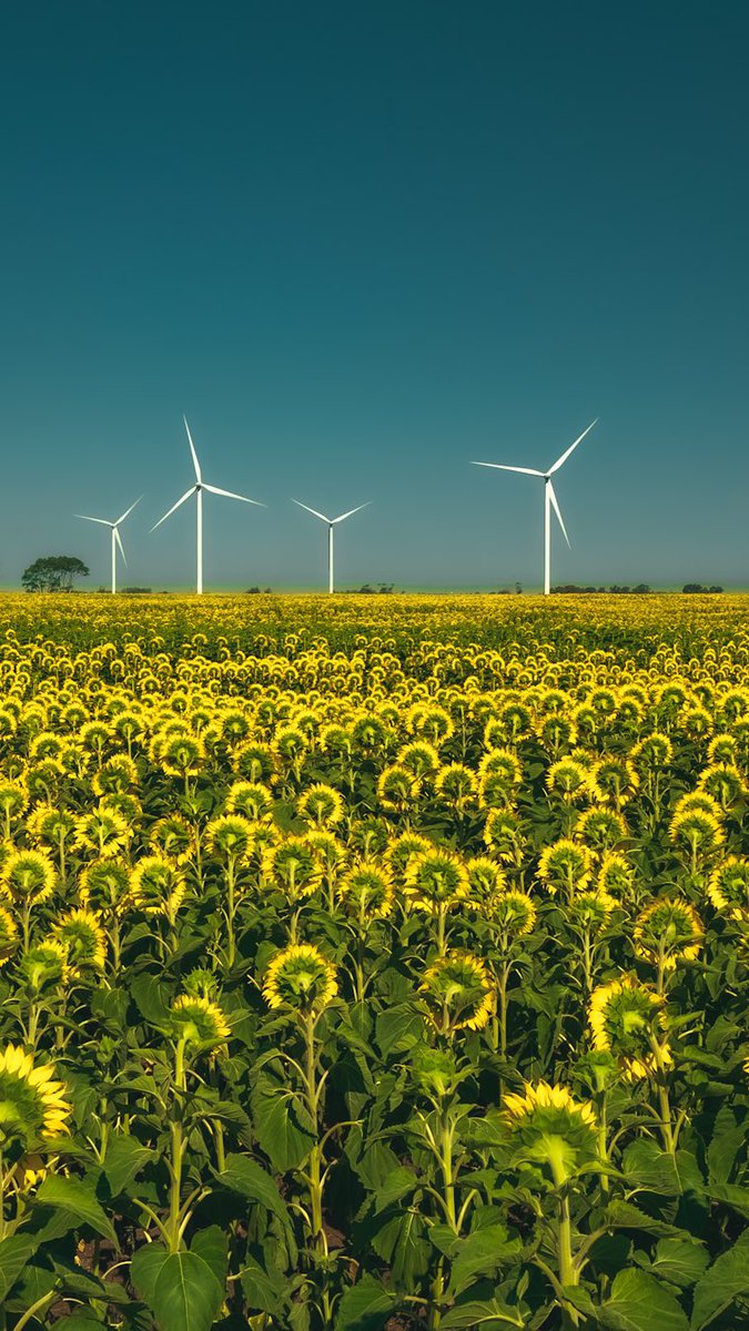 Chrisbagna's tweet photo. Sunflowers https://t.co/4j2aOsFt58