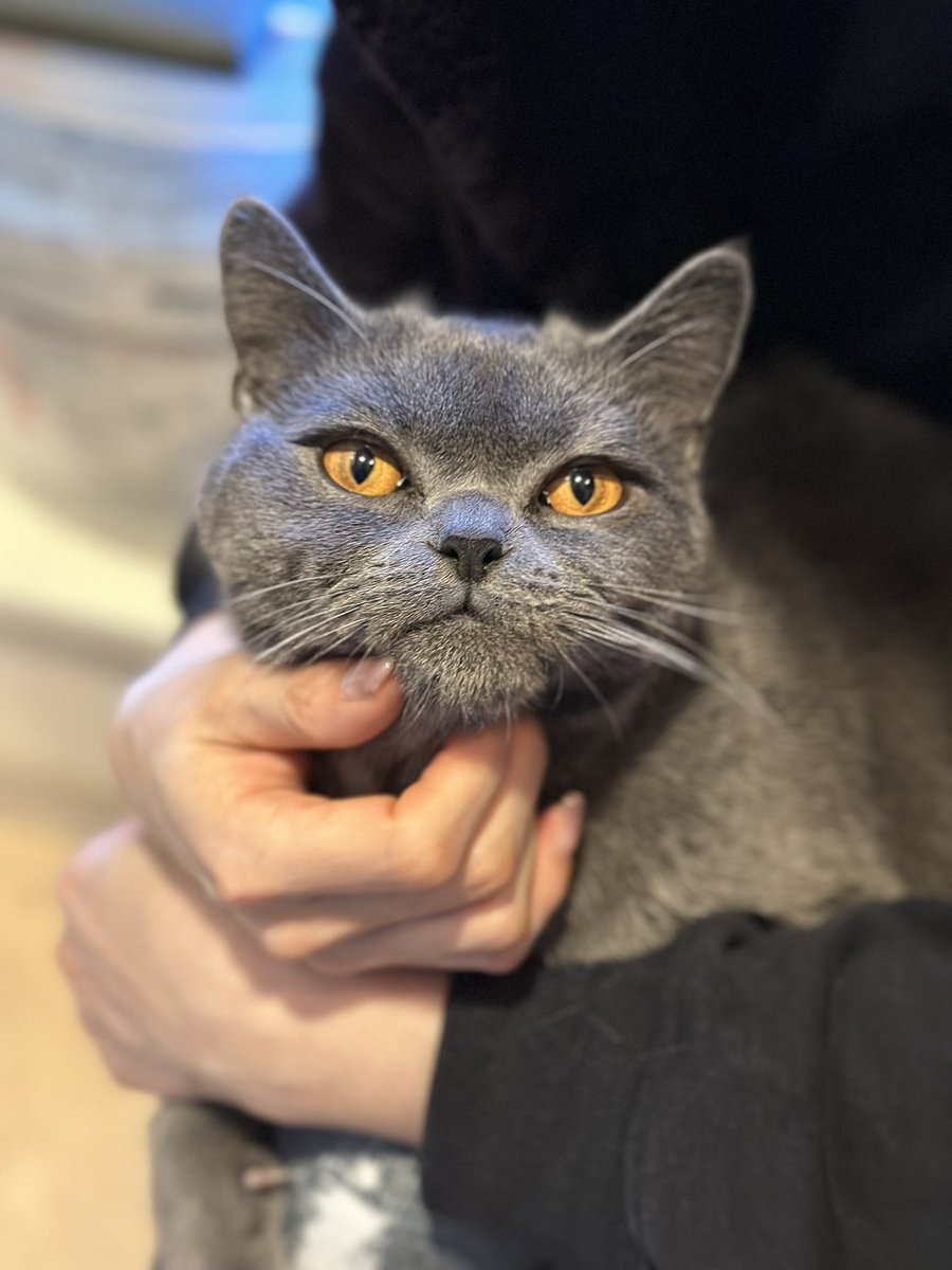 tentative_neko's tweet photo. 1歳になったから僕大人やねん✨😼
ｱｯ、、、😻
I am a grown-up cat as I turned 1 year old! Oops, purring… https://t.co/Ui8DnCkxH9