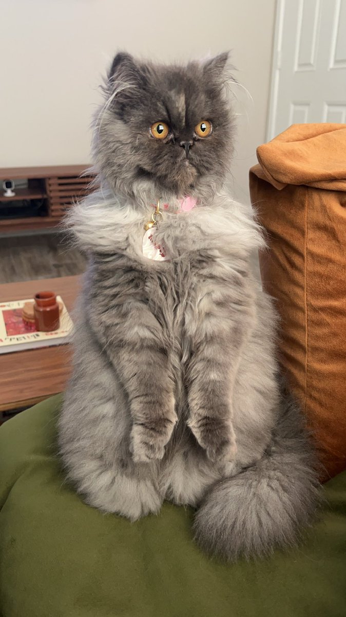 sadgirlhour404's tweet photo. more misty content 🤨 https://t.co/AOMMvVY3qv