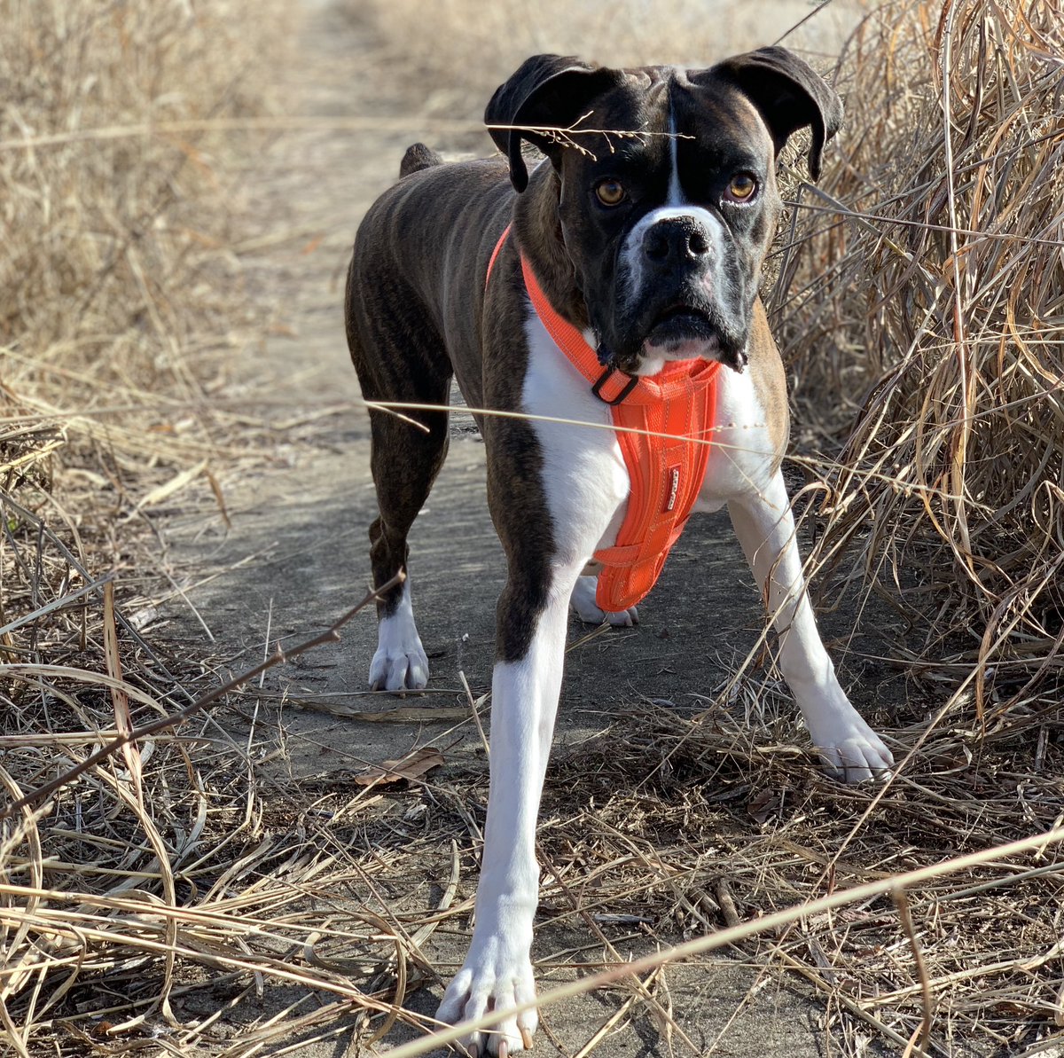 #nationalboxerdogday #nationaldogday