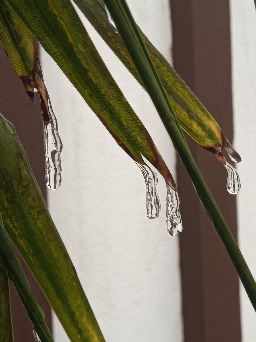 rodolfosalinas's tweet photo. Así encontré las plantas cerca de la casa en la cola nia Contry el día de ayer y hoy por la mañana luego de noches de temperaturas bajo cero en Monterrey Nuevo León México. Aún después de mediodía pude vergotas colgando pene diendo y escurriendo sobre el palo en Cerro de la Silla https://t.co/IrfWboHQli