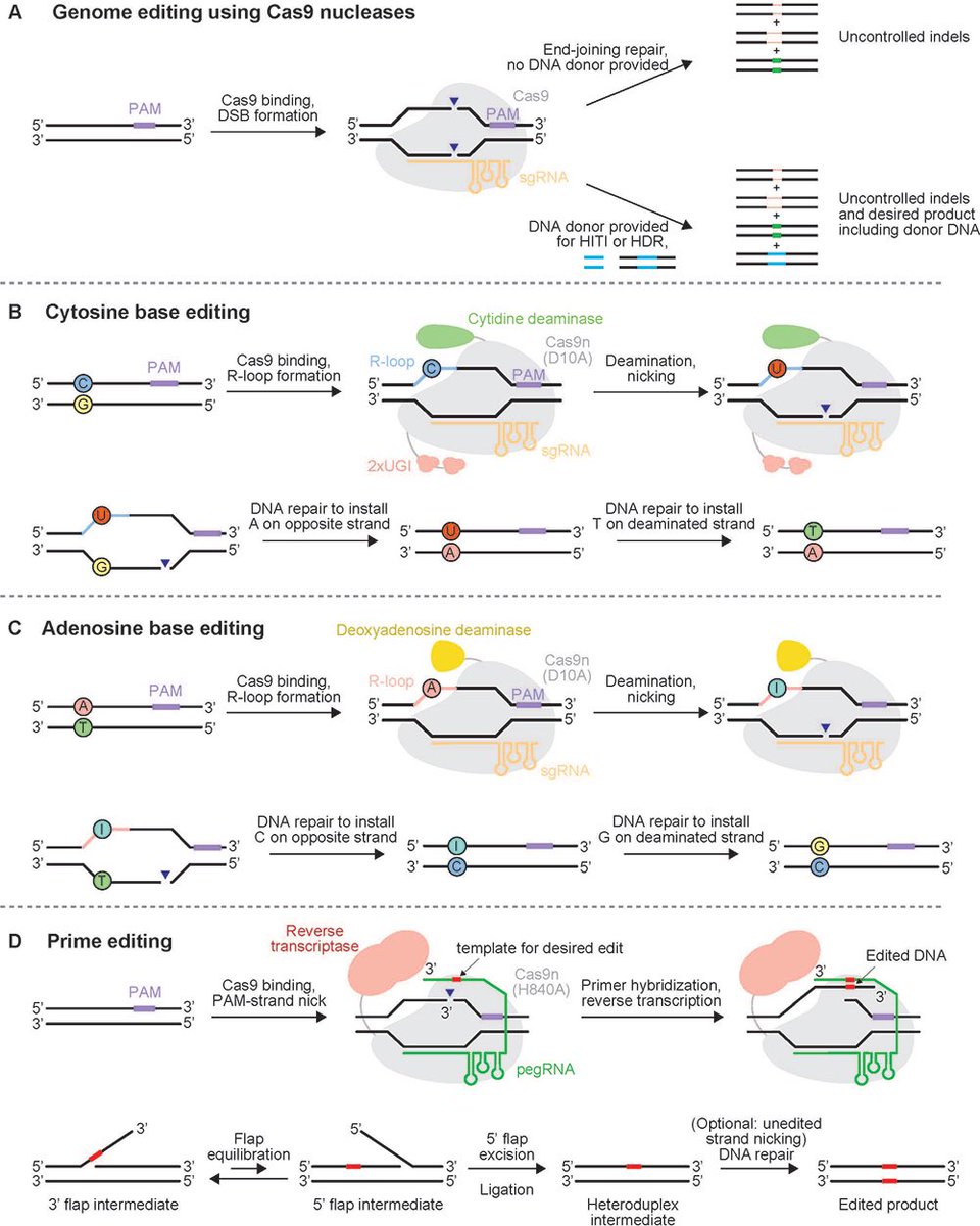 ⬇️👌 side by side visual of the Big 3 #CRISPR Cas-System MoAs pulled from the article shared by @CrisprGlenn Thanks!🙏 🧐 

#BaseEditing #PrimeEditing #Cas9Nucleases 

$CRSP $NTLA $BEAM $PRME $VERV $EDIT $CRBU $SANA