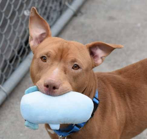 NMBewitched's tweet photo. $15 in #Pledges 😭
I know it is another #RedPit #Boroughbred & they are the most likely to be killed
But... doesn't he at least deserve a chance
#SaveBlitzen https://t.co/VHQrjV1UrR