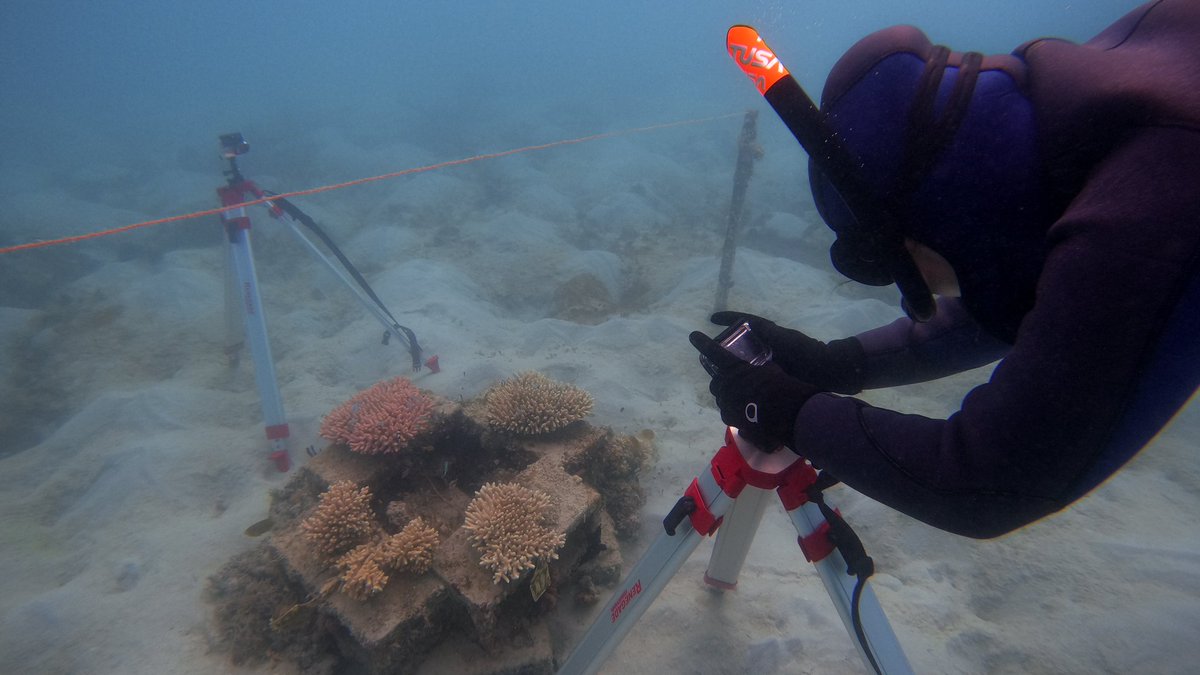Australian Institute of Marine Science (@aims_gov_au) on Twitter photo We’re playing healthy #ReefSongs 🎶 on the #GreatBarrierReef to attract baby fish & help the growth + survival of coral. <a href="/MilesJParsons/">SubseaTweeters</a> & <a href="/RohanBrooker/">Rohan Brooker</a> are investigating this relationship to boost reef recovery and resilience. #ACRRI <a href="/bhp/">BHP</a>
More ▶️ bit.ly/3O0BaPt We’re playing healthy #ReefSongs 🎶 on the #GreatBarrierReef to attract baby fish & help the growth + survival of coral. <a href="/MilesJParsons/">SubseaTweeters</a> & <a href="/RohanBrooker/">Rohan Brooker</a> are investigating this relationship to boost reef recovery and resilience. #ACRRI <a href="/bhp/">BHP</a>
More ▶️ bit.ly/3O0BaPt