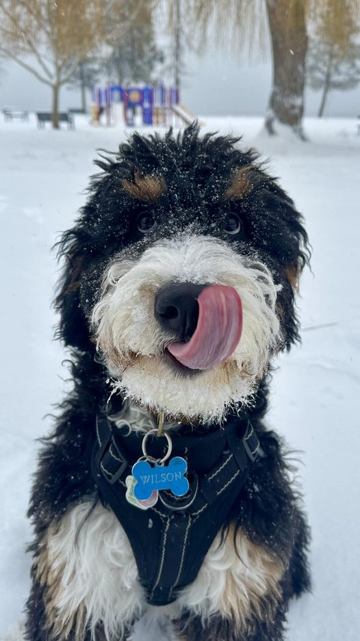 It's a #Bernadoodle #snowday in the #Okanagan