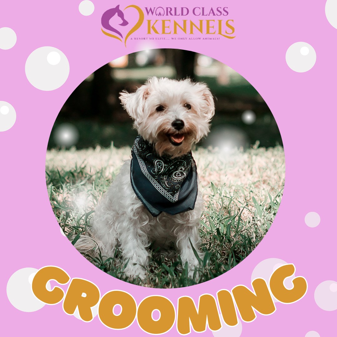 WCK35078's tweet photo. Helping your furry friend look their best and feel their best! Learn more on our website at https://t.co/oiny9rntgg

#hooveral #DogBoarding #DogGrooming #OdenvilleAL #HarpersvilleAL #KittyKennels #PetTaxi #VincentAL https://t.co/chBAreNoby