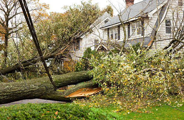 JJsfamilytree's tweet image. Don&apos;t let a storm damage ruin your property! We provide storm damage cleanup services to help you get your property back to normal. Call us now for immediate assistance. #StormDamage #EmergencyTreeService