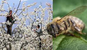 El derecho a la alimentación depende de las abejas y la polinización d los cultivos. Un TLC con China nos inundará con más agrotóxicos q son un riesgo para las abejas y la agrobiodiversidad. Foto: polinización manual en China
#EcuadorNoEsBasureroDeChina
#AsambleaNoDesecheLaPatria