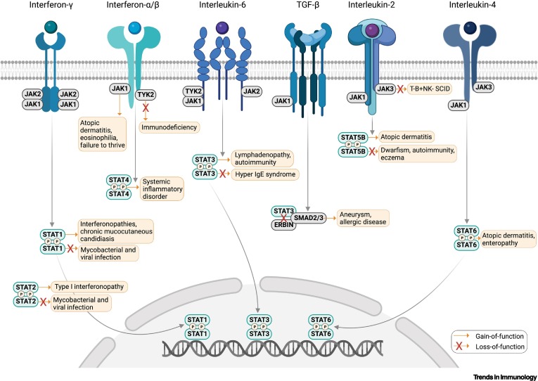 Human germline gain-of-function in STAT6: from severe allergic disease to lymphoma and beyond dlvr.it/T1Wwyp #immunology