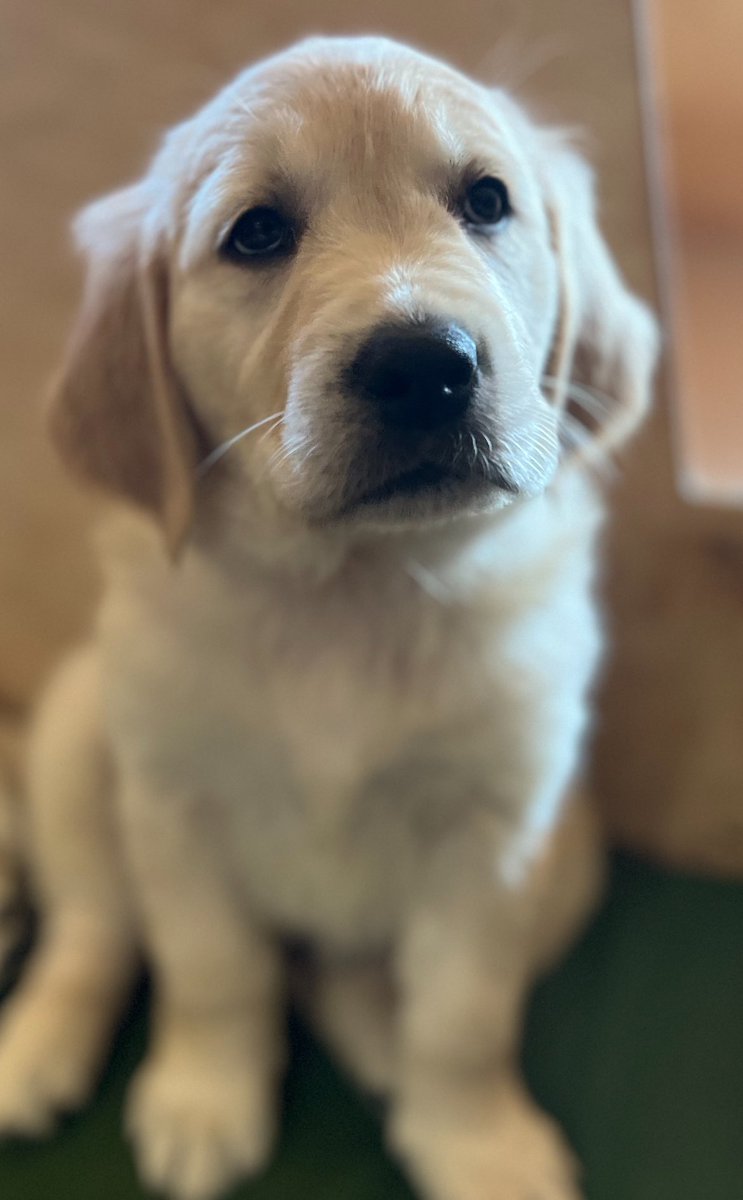 This one needs to find her forever home ❤️