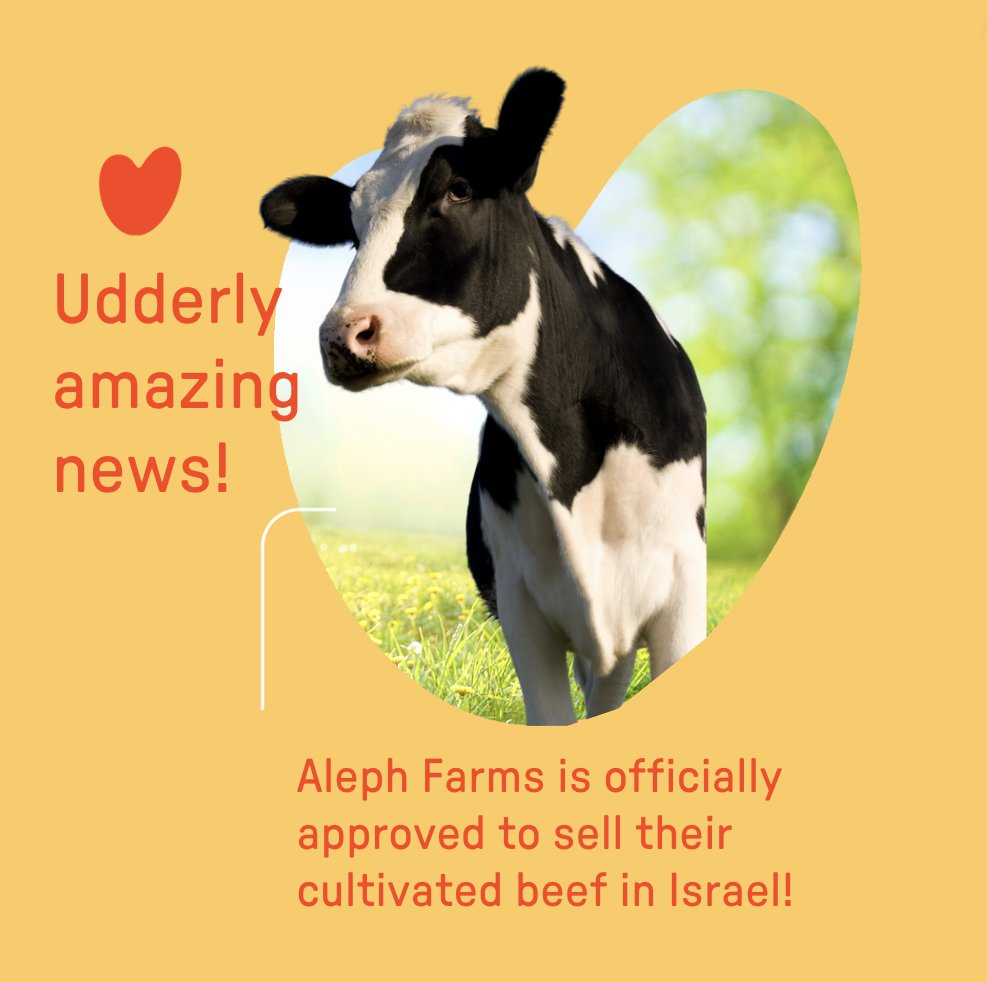 UPSIDE Foods (@upsidefoods) on Twitter photo Holy cow! Huge congrats <a href="/AlephFarms/">Aleph Farms</a> for being officially approved to sell cultivated meat in Israel! We wish the team at Aleph the best and are looking forward to changing the world for the better, together!
#CultivatedMeat #FoodInnvoation Holy cow! Huge congrats <a href="/AlephFarms/">Aleph Farms</a> for being officially approved to sell cultivated meat in Israel! We wish the team at Aleph the best and are looking forward to changing the world for the better, together!
#CultivatedMeat #FoodInnvoation