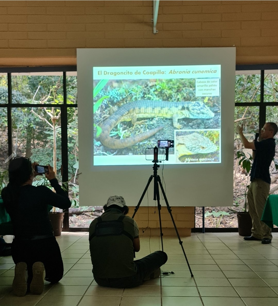El Doctor Adam Clause presentó en nuestras instalaciones al Dragoncito de Coapilla, nueva especie descubierta en Chiapas. En las labores de investigación participó el Dr. Roberto Luna, colaborador nuestro.