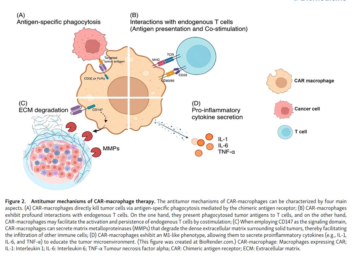 CAR-macrophage versus CAR-T for solid tumors
bjbms.org/ojs/index.php/…