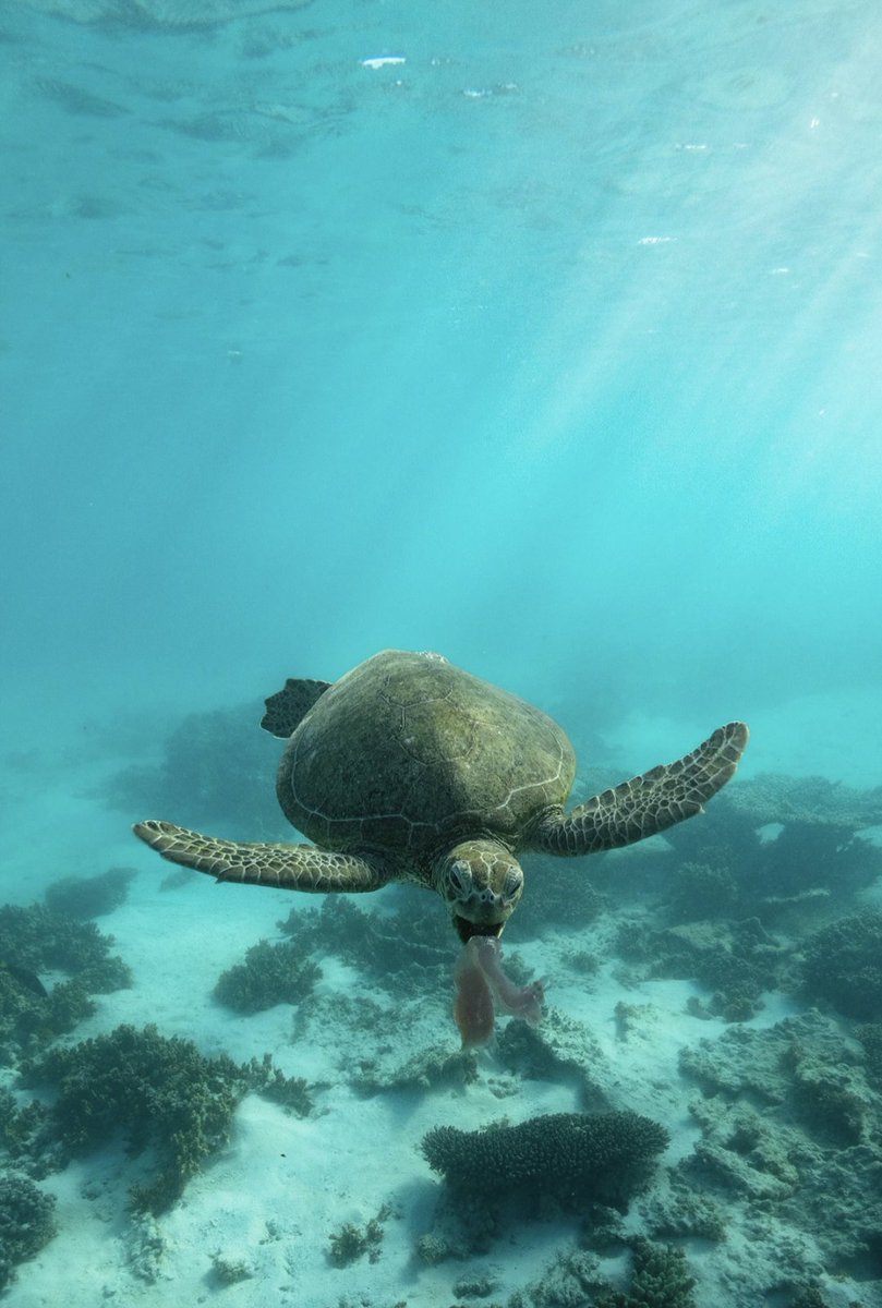 Hungry Green Sea Turtle 🐢 #wildlife #seaturtle #nature #underwater #canonaustralia