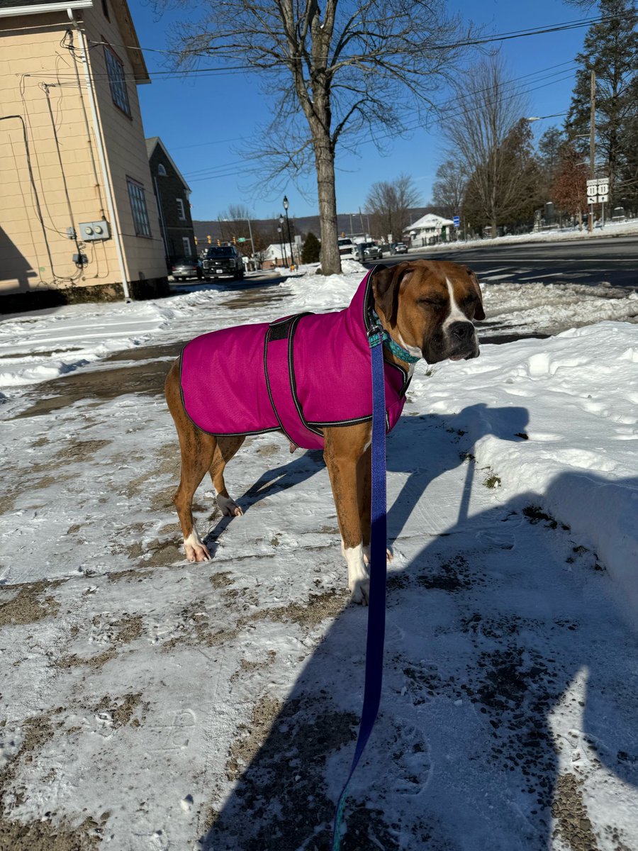 Do you remember Belle and her doodle friend? They had their freedom ride out of the mill on Sun? She’s doing great. Has a new coat& loves going on walks. Kid friendly. Can be an only or go with a male dog. She will be fully vetted the 25th. #adoptme #boxerdogs #afostersavedmylife