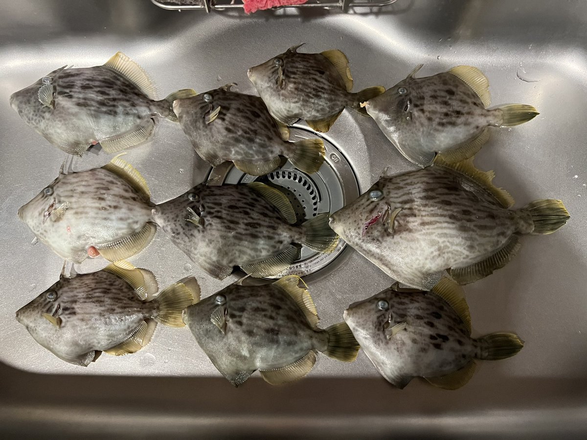 KFishinp's tweet photo. 1/17 人生4回目の有給消化を使って、
毎週釣行第2弾。

光進丸にて金谷・竹岡でカワハギ釣り。

後半潮が良くなかったようで、
最大27cmから11匹(1リリース)と
やや苦戦。

木更津アウトレットでの買い物まで
含めて楽しく過ごせました✨ https://t.co/n1f0RWMfVs