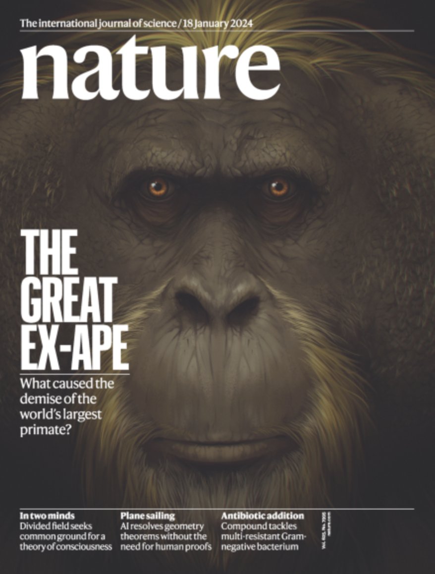 Stunning cover in <a href="/Nature/">nature</a> featuring a fascinating detective fossil research that sheds light on the reasons why the earth's largest ever primate went extinct 2.6 million years ago. 
Zhang, Westaway et al. Nature
nature.com/articles/s4158…