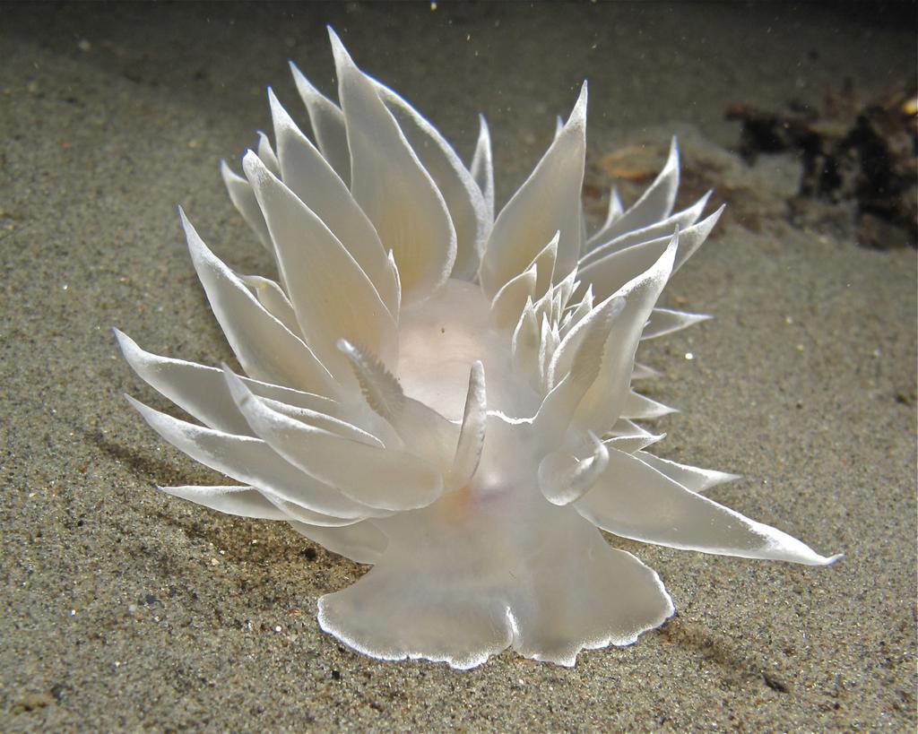 sovietsoleri's tweet photo. Pondering existence as I stare at this ethereal frosted sea slug (Dirona albolineata) https://t.co/M9pBLNbwas