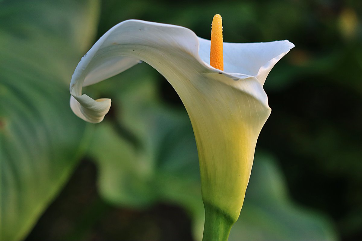 HasanZR's tweet photo. Calle Lily heralds the arrival of spring even in the depth of winter! https://t.co/cuXNrqjqP4