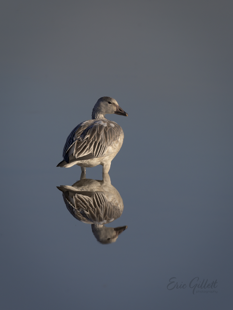 avianpics's tweet photo. A lone Snow Goose wading in the late afternoon ☀️.

#birdphotography 📷 https://t.co/M1ivUwmvOi