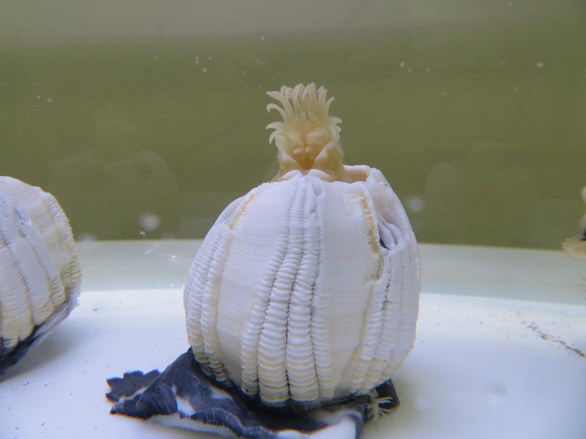 1月15日に南房総市に座礁したザトウクジラに付いていたオニフジツボを