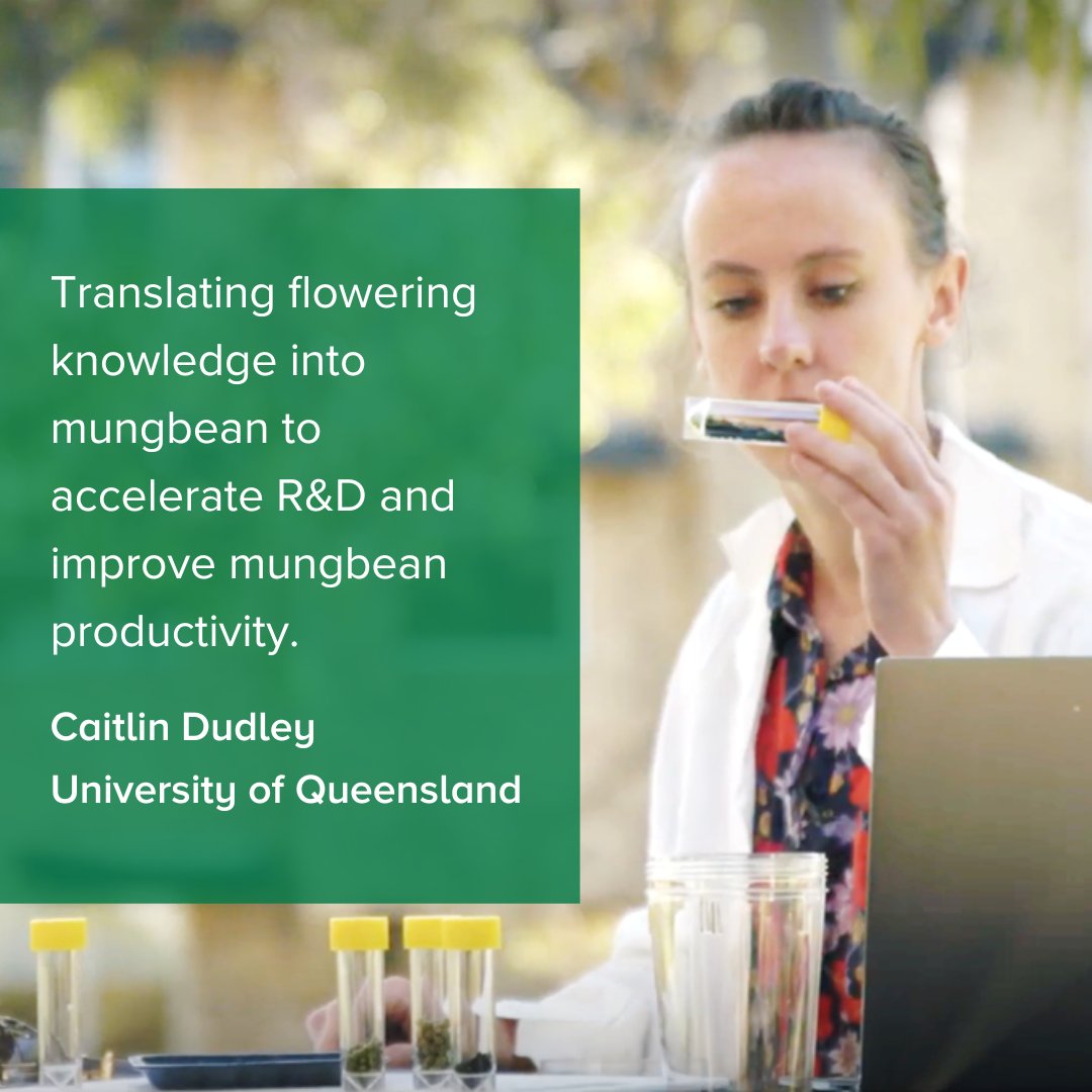 Meet Caitlin Dudley who is completing a PhD in mungbeans at @UQ_News supported by GRDC - she aims to understand the controls of flowering in #mungbean to improve mungbean productivity and reliability. 🎓 #GRDCScholarship info: bit.ly/3VYFb9h