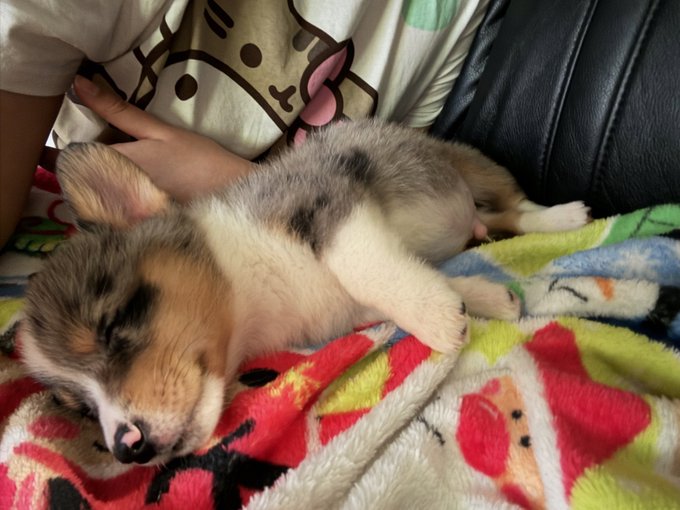 guess who ate some of ponyos food n now is bloated af https://t.co/GNPgmYIxEl