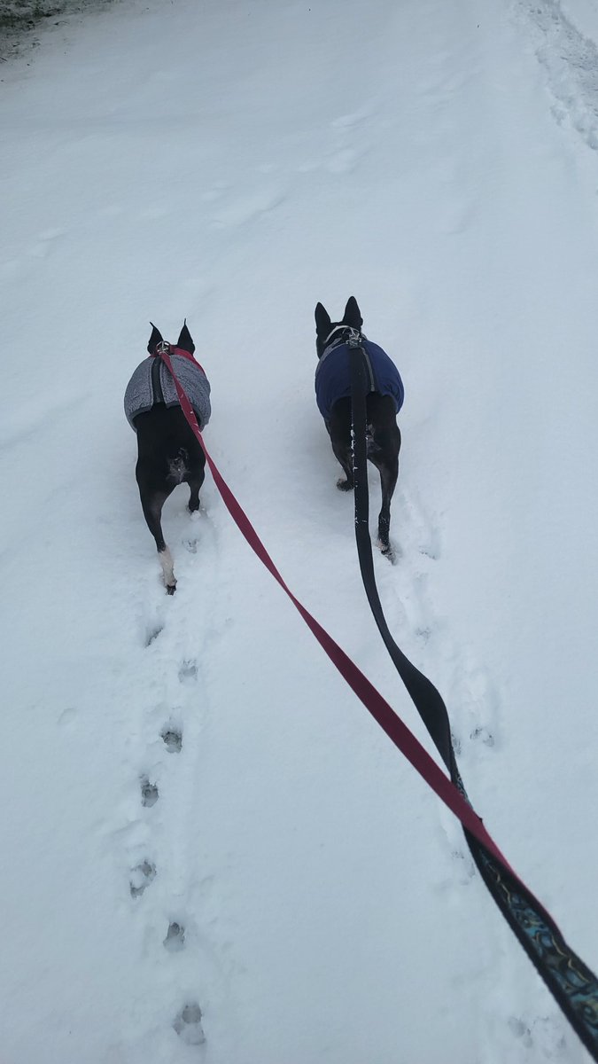 scampden's tweet photo. The two little old boys really enjoyed the snow on their lunchtime walk! #bostonterrier #seniordog #yyj #yyjweather https://t.co/IZsFbDoLbX