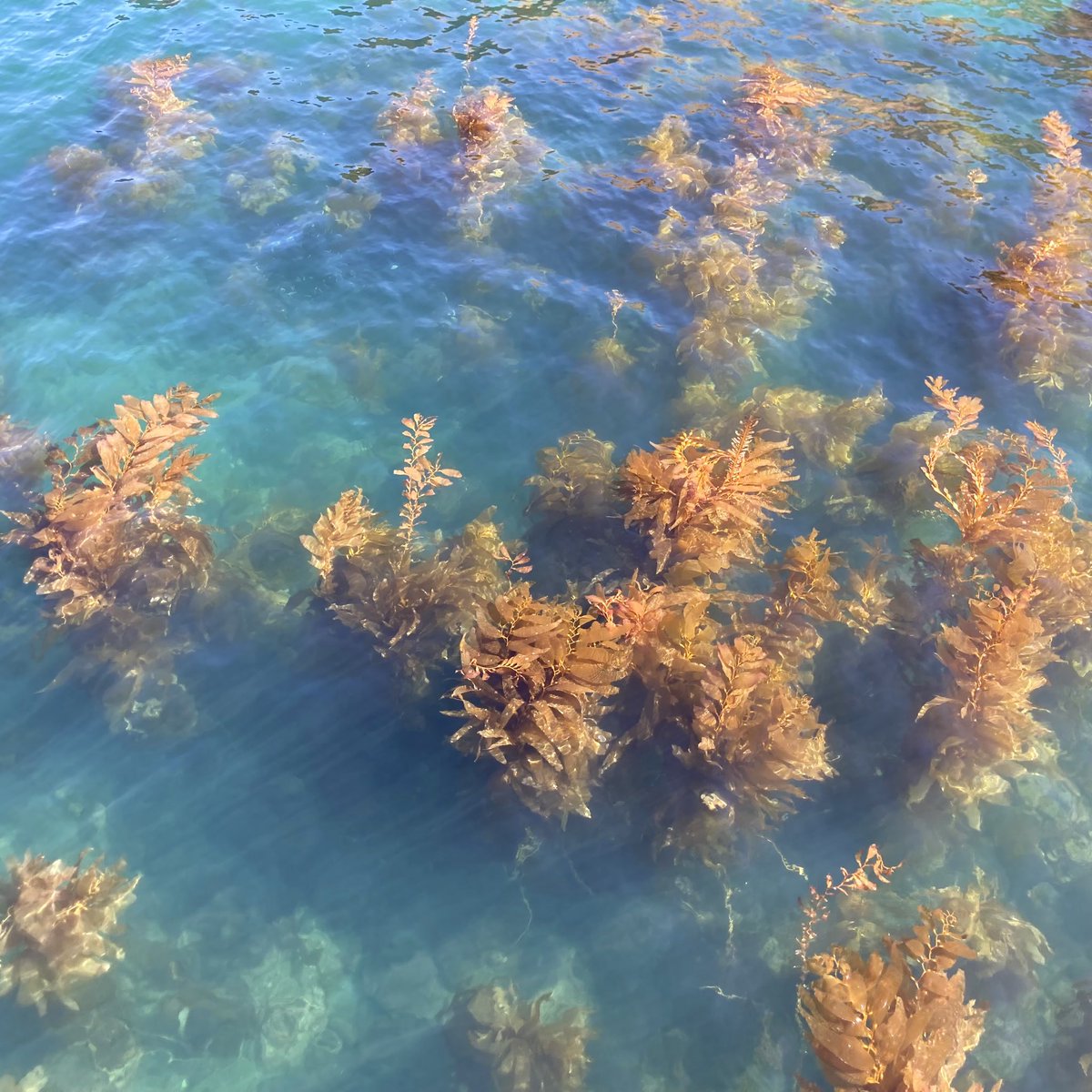 3/20(水・祝)発売、「Turn On The Sunlight / Ocean Garden」参加アーティストの金延幸子よりコメントが届きました！

「このアルバムは、暖かい日差しが頬に触れる感覚と、私たちを想像の世界へと導いてくれる。素晴らしいアルバムです。」

CD,LP予約購入はこちら
ringstokyo.com/turn-on-the-su…