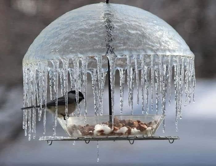 Lunch in winter

#winter #icecold #birdfeeder