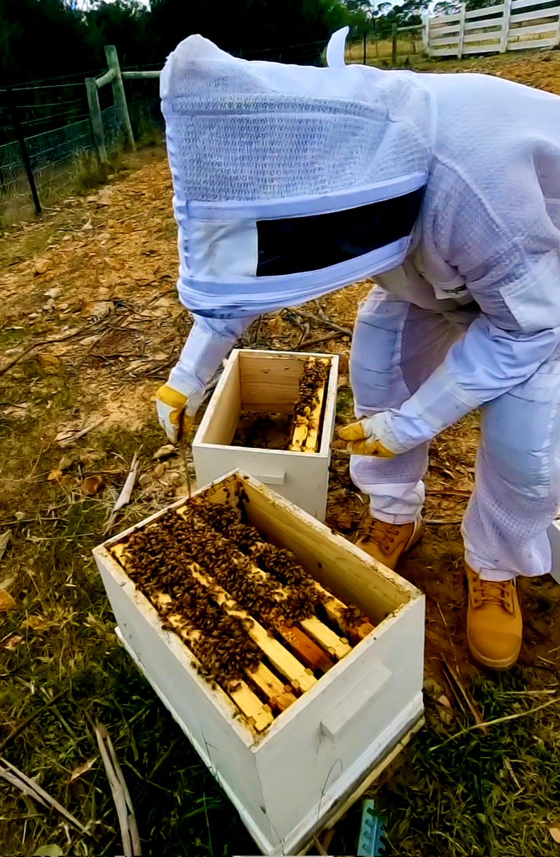 TravillaBeeFarm (@travillabeefarm) on Twitter photo Permanently moving to a better quality #broodbox. Seeing how your #honeybees getting #stronger is #priceless.
#Followus in our #journey from ONE #hive to MANY! ๐ญ๐ฒ๐ช๐ต๐ญ
<a href="/TravillaBeeFarm/">TravillaBeeFarm</a> #tothebeemoon ๐๐ Permanently moving to a better quality #broodbox. Seeing how your #honeybees getting #stronger is #priceless.
#Followus in our #journey from ONE #hive to MANY! ๐ญ๐ฒ๐ช๐ต๐ญ
<a href="/TravillaBeeFarm/">TravillaBeeFarm</a> #tothebeemoon ๐๐