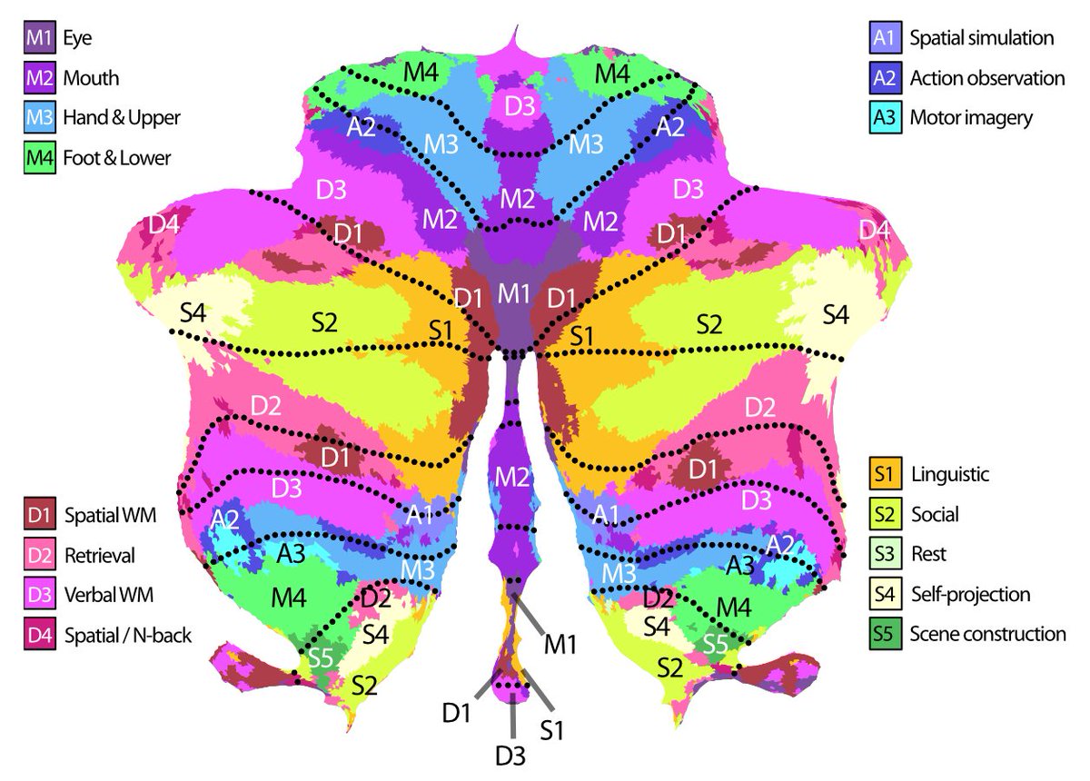 🧠Big news, little brain 🧠 I’m excited to share our preprint introducing our hierarchical cerebellar atlas!🎉 We fused many fMRI datasets into a comprehensive map of the cerebellum - and created a new resource for localizing and interpreting data. 🧵1/7 doi.org/10.1101/2023.0…