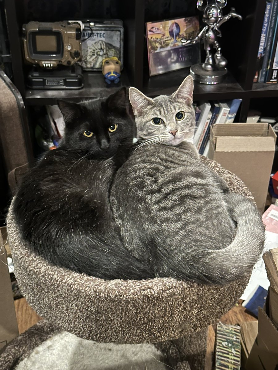 Nebula and Rolan 🥰