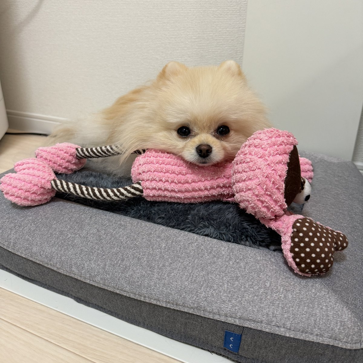 dog_Daikichi's tweet photo. 吸い込まれるようなわた毛の瞳。
〜お気に入りのベッキーを添えて🦩〜

#ポメラニアン #犬 #わた毛LIFE
#dog #pomeranian https://t.co/Okxfi8w5yu