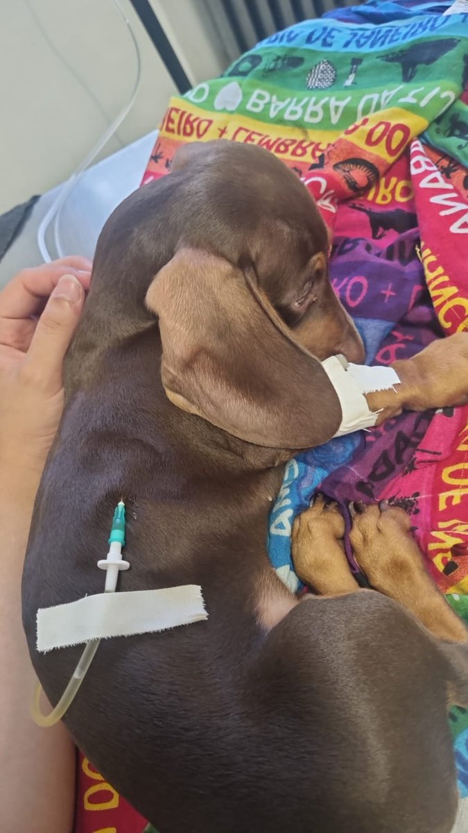 FranScianca's tweet photo. Hola gente, es la primera vez que hacemos esto, no queríamos, pero nos superados por la situación.

Él es Timoteo, tiene tres meses, ya muchos lo conocen.
Hace unos días está mal y no mejora, ya lo llevamos a todos los lugares posibles. https://t.co/btov8HSTUX