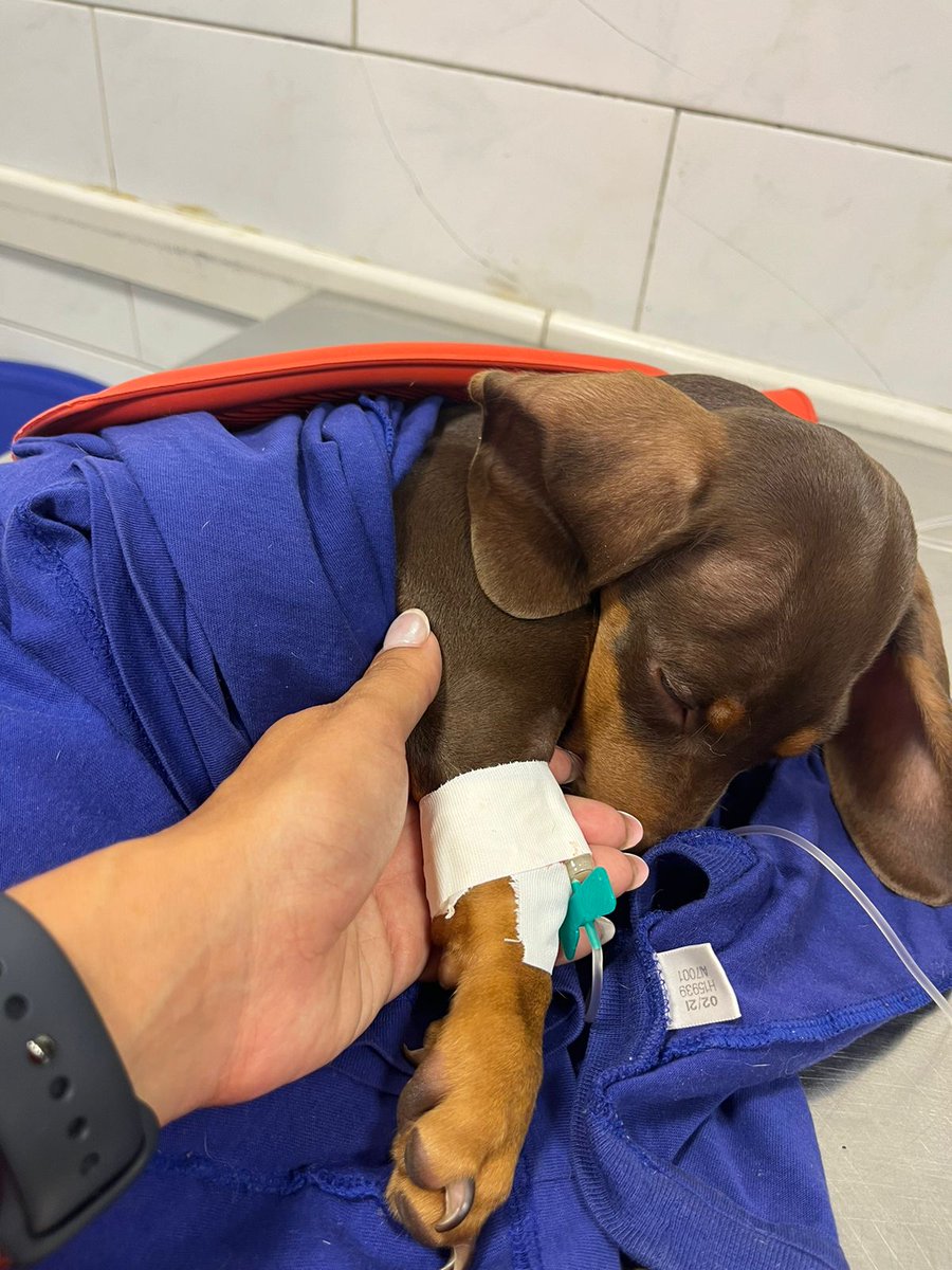 FranScianca's tweet photo. Hola gente, es la primera vez que hacemos esto, no queríamos, pero nos superados por la situación.

Él es Timoteo, tiene tres meses, ya muchos lo conocen.
Hace unos días está mal y no mejora, ya lo llevamos a todos los lugares posibles. https://t.co/btov8HSTUX