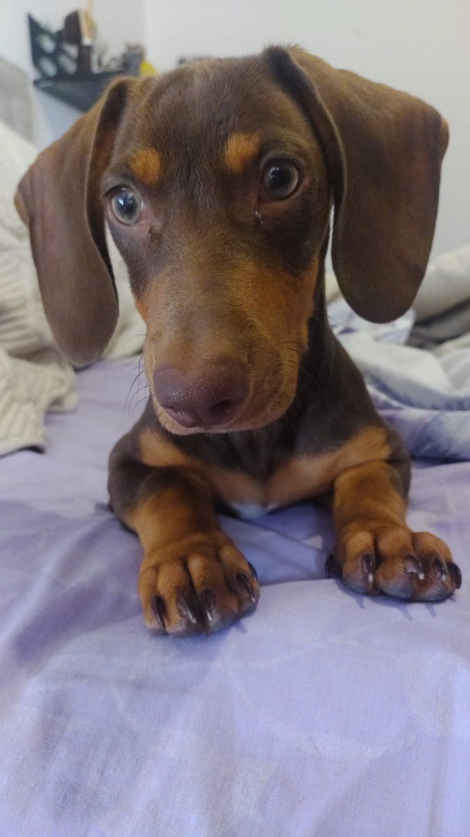 Hola gente, es la primera vez que hacemos esto, no queríamos, pero nos superados por la situación.

Él es Timoteo, tiene tres meses, ya muchos lo conocen.
Hace unos días está mal y no mejora, ya lo llevamos a todos los lugares posibles.