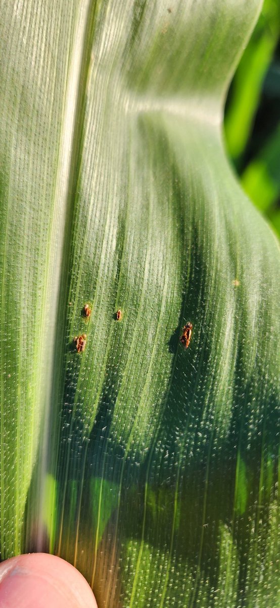AgustinWinter1's tweet image. Aplicación con drone para la Red Tester AGD Canals. Participamos con #MiravisDuo #Virantra #Amistar
Próximamente compartiremos los resultados.
@Syngenta_ar @AGDagro #Syngentaenelcampo.