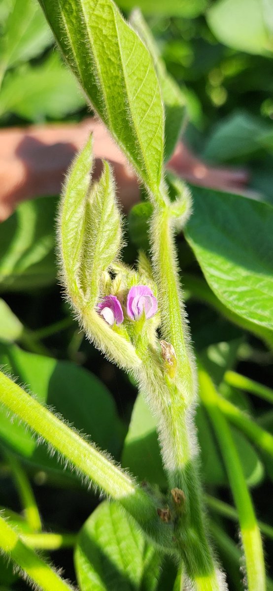 AgustinWinter1's tweet image. Aplicación con drone para la Red Tester AGD Canals. Participamos con #MiravisDuo #Virantra #Amistar
Próximamente compartiremos los resultados.
@Syngenta_ar @AGDagro #Syngentaenelcampo.