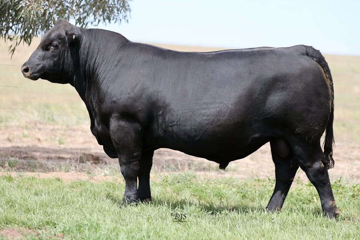 Bull Oak Well Angus (@bow_angus) on Twitter photo Keen to see all of the sale bulls???
Click the link below to see videos of each individual sale bull.
Thanks again to Brandon BJS Livestock Photography for taking the videos
youtube.com/playlist?list=…
<a href="/bulloakwell/">heath nickolls</a>
📷 Lot 3-SDF22T38 Keen to see all of the sale bulls???
Click the link below to see videos of each individual sale bull.
Thanks again to Brandon BJS Livestock Photography for taking the videos
youtube.com/playlist?list=…
<a href="/bulloakwell/">heath nickolls</a>
📷 Lot 3-SDF22T38