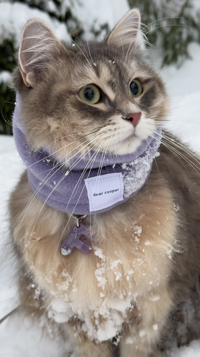 Happy Wednesday snow day!❄️ また大雪🌨️ #サイベリアン #猫好きさんと繫がりたい #雪 #WhiskersWednesday #CatsOfX #siberiancat #snowday