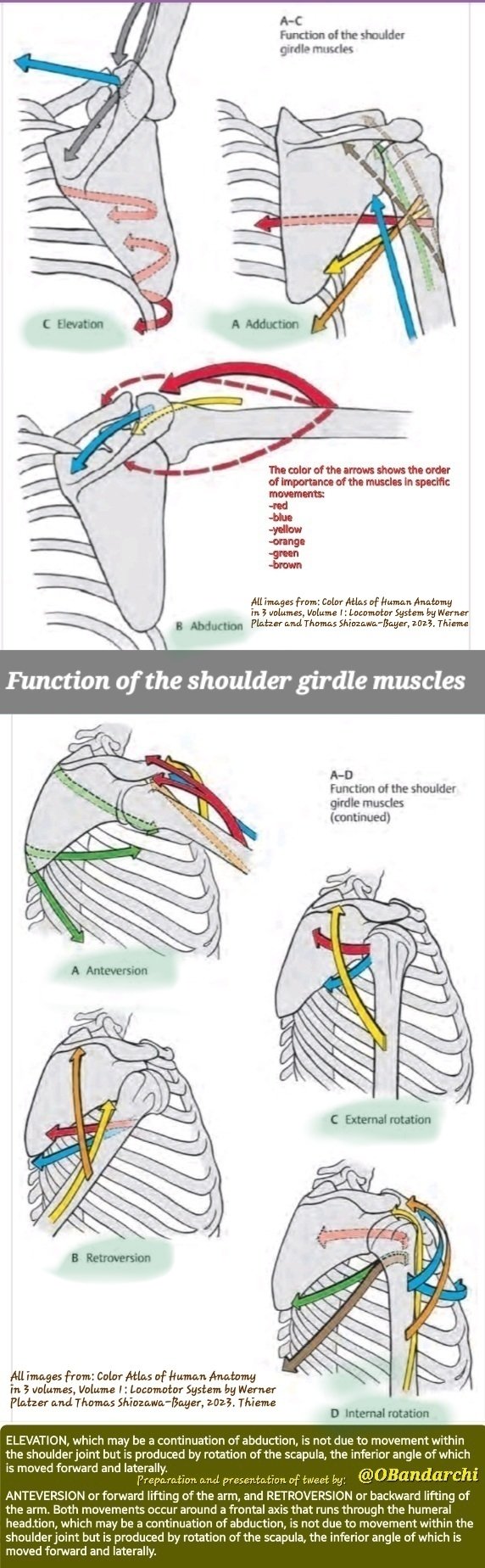 Dr. OMID BANDARCHI on X: Function of the shoulder girdle muscles  beautifully shown. These movements, however, do not occur exclusively at  the shoulder joint. In the living person, an associated movement of