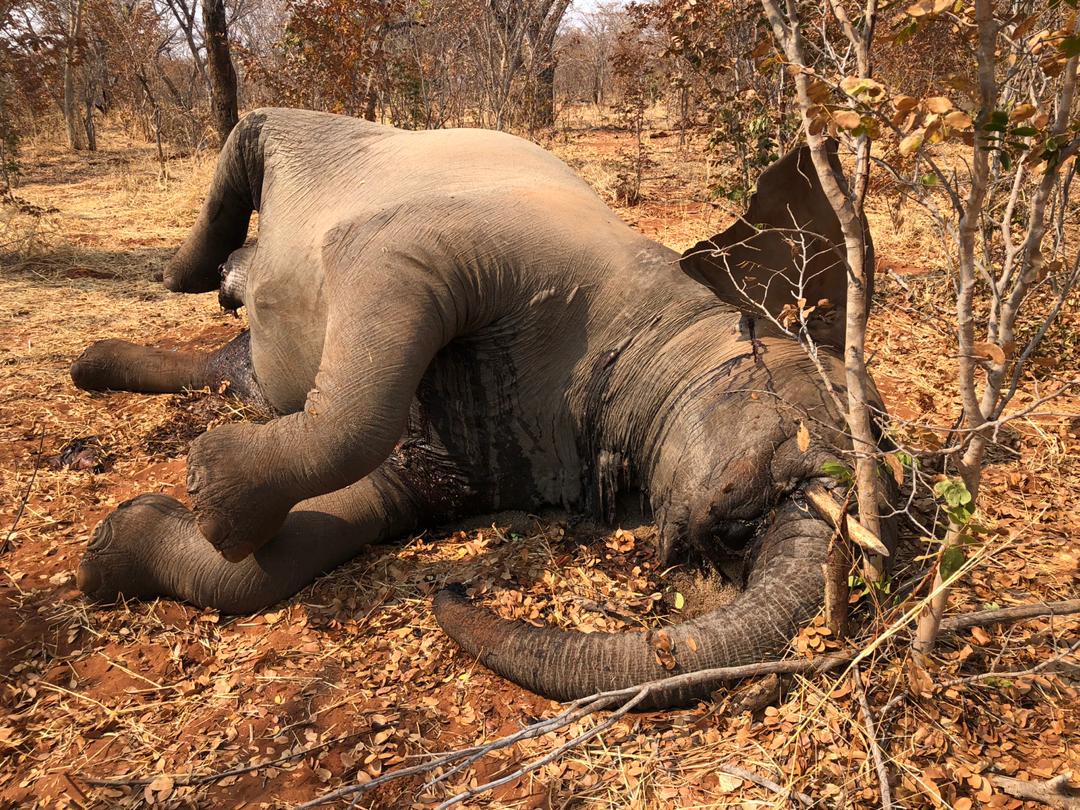 More than 160 elephants die in Zimbabwe, with many more at risk ▪️Fears of more jumbo deaths in drought-ravaged Hwange National Park zimlive.com/more-than-160-…