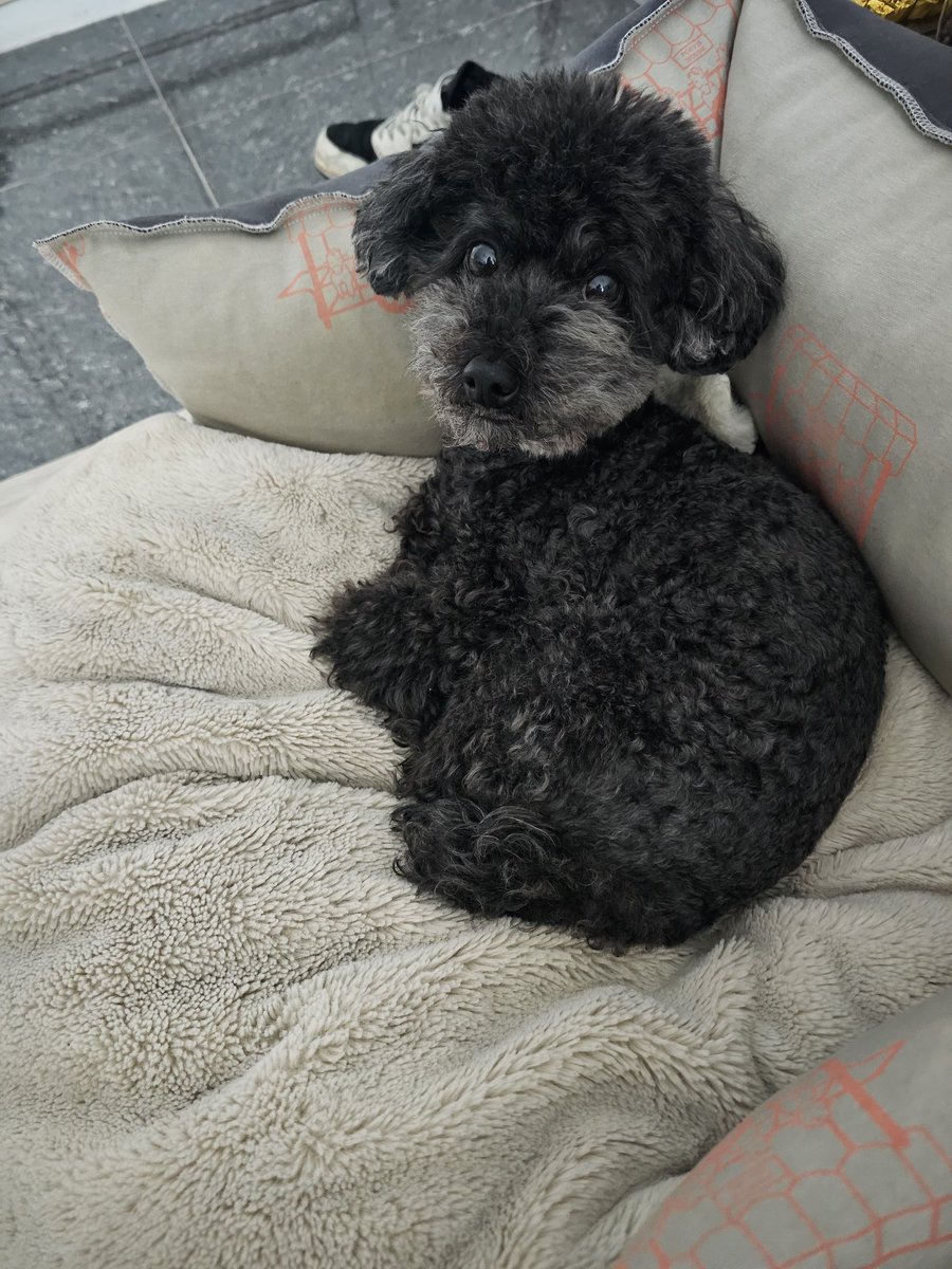 exopetsglobal's tweet photo. 240117 🍒 🫧 

"tobensshi"

#TOBEN #CHANYEOL https://t.co/WfbmPtracS