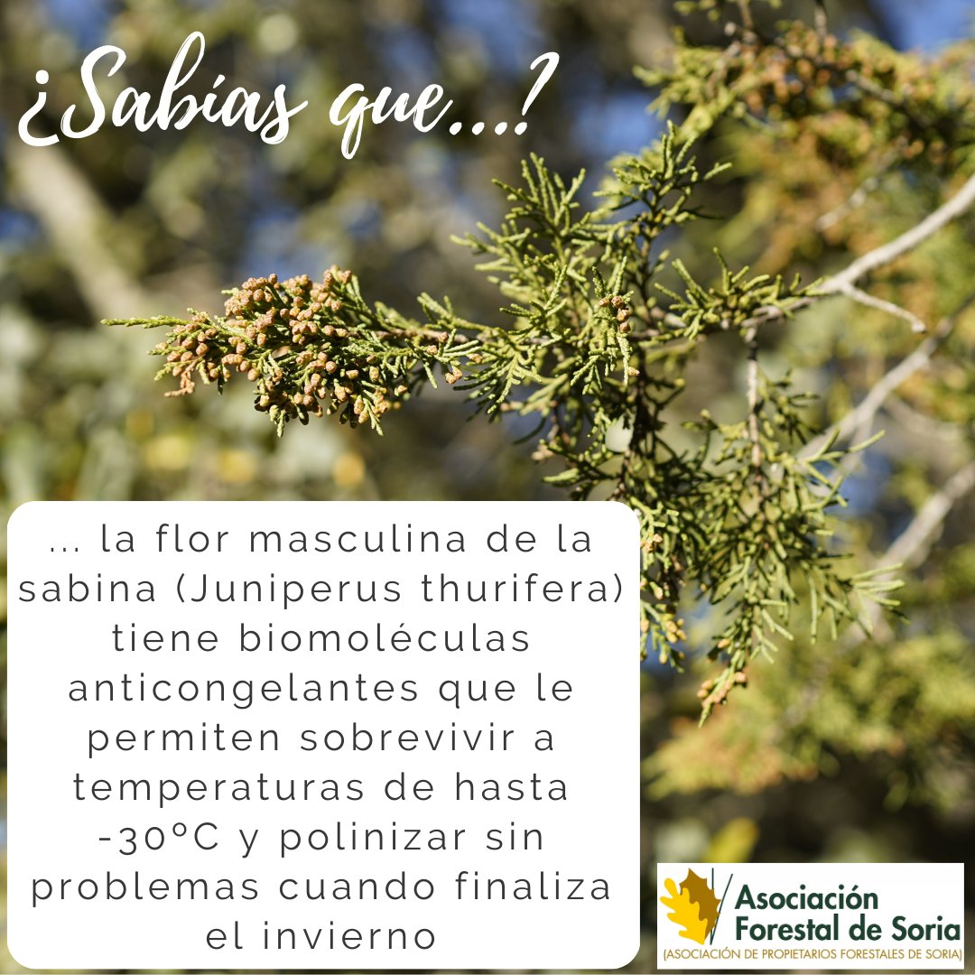 Hay especies forestales que esconden auténticos misterios de lo que es la vida. La sabina albar (enebro en muchos pueblos de Soria), esto es, el Juniperus thurifera, es una de ellas. Una reliquia del Terciario. #asfoso #selvicultura #gestionforestal