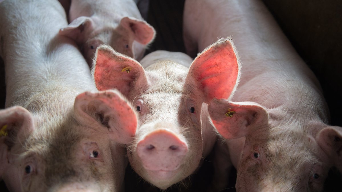 Read all about how JSR Genetics powered by Topigs Norsvin is helping to reduce carbon through improved genetics in the pig industry.
jsrgenetics.com/jsr-genetics-p…

#PigGenetics #UKPigIndustry @TopigsNorsvin