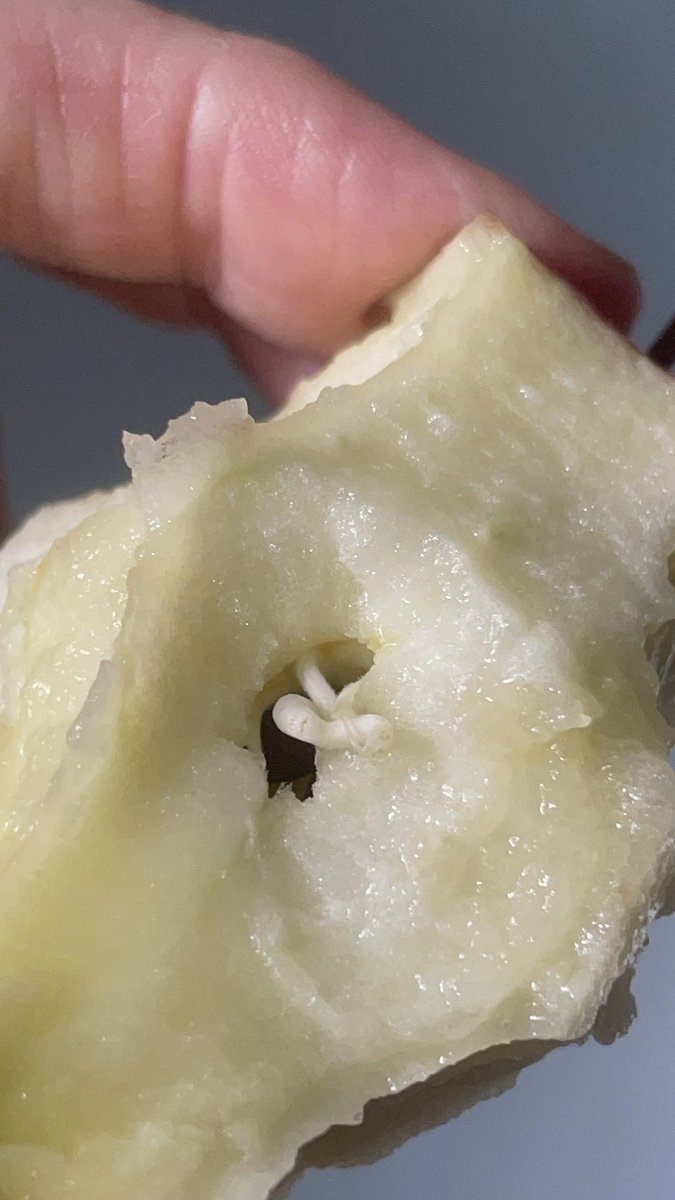A case of gardening in your stomach. Discovered several sprouted apple seeds inside the apple core today Amazing
! I wonder how it happened? 
#applecore #appleseeds
#applesprouts #gardeninginyourtum youtube.com/shorts/aRpHbZU…